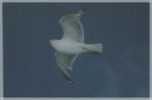 M&ouml;we